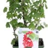 Biologische Rode Bes (Ribes Rubrum 'Lisette®') D 19 H 60 Cm