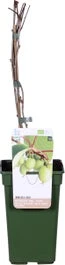 Biologische Kiwibes (Actinidia Arguta 'Issai') D 19 H 60 Cm