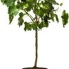 Vijg Op Stam (Ficus Carica) D 32 H 140 Cm 2 Vijg Op Stam (Ficus Carica) D 32 H 140 Cm -Tuin Planten Winkel 8717263592082 1