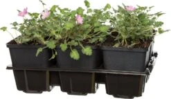 Reigersbek (Erodium Variabile Bishops Form) D 9 H 10 Cm