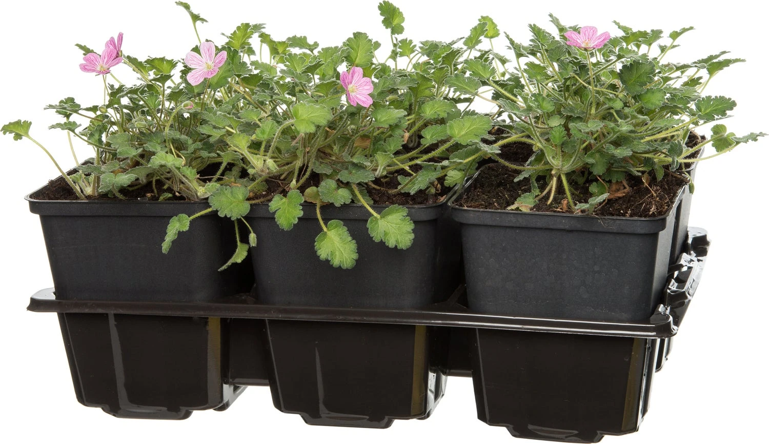 Reigersbek (Erodium Variabile Bishops Form) D 9 H 10 Cm 3 Reigersbek (Erodium Variabile Bishops Form) D 9 H 10 Cm