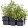 Zeepkruid (Saponaria Ocymoides) D 9 H 10 Cm -Tuin Planten Winkel 8717263628989