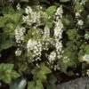 Schuimbloem (Tiarella Wherryi) D 9 H 10 Cm -Tuin Planten Winkel 8717263628996