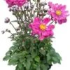 Herfstanemoon (Anemone Hupehensis 'Prinz Heinrich') D 17 H 50 Cm -Tuin Planten Winkel 8717263629665
