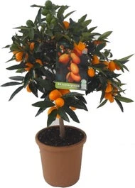 Chinese kumquat (Citrus Sinensis 'Kumquat') D 20 H 80 Cm