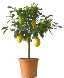 Citroenboom (Citrus Sinensis 'Limone') D 20 H 70 Cm