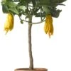 Citroenboom (Citrus Sinensis 'Mano Di Budda') D 20 H 80 Cm -Tuin Planten Winkel 8717263659150
