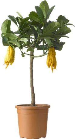 Citroenboom (Citrus Sinensis 'Mano Di Budda') D 20 H 80 Cm