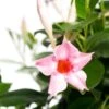 Mandevilla Piramide (Dipladenia 'Cream Pink') D 17 H 70 Cm -Tuin Planten Winkel 8717263660125 1