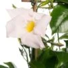 Mandevilla Piramide (Dipladenia 'Jade White') D 17 H 70 Cm -Tuin Planten Winkel 8717263660194 1