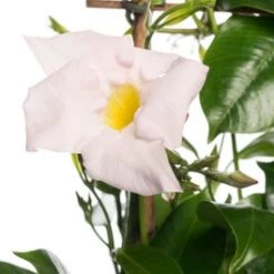 Mandevilla Piramide (Dipladenia 'Jade White') D 17 H 70 Cm