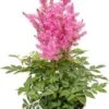 Pluimspirea (Astilbe Chinensis 'Younique Carmine') D 19 H 50 Cm -Tuin Planten Winkel 8717263689140