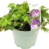 Ooievaarsbek (Geranium Sanguineum 'Rozanne') D 17 H 25 Cm 2 Ooievaarsbek (Geranium Sanguineum 'Rozanne') D 17 H 25 Cm -Tuin Planten Winkel 8717263689898