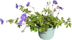 Ooievaarsbek (Geranium Sanguineum 'Rozanne') D 17 H 25 Cm -Tuin Planten Winkel 8717263689898 2