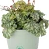Purperklokje (Heuchera 'Paris') D 17 H 25 Cm -Tuin Planten Winkel 8717263689928