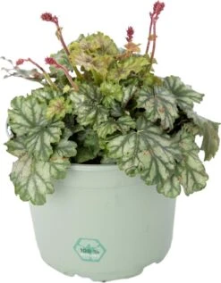 Purperklokje (Heuchera 'Paris') D 17 H 25 Cm