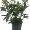 Skimmia (Skimmia Japonica 'Finchy') D 15 H 30 Cm