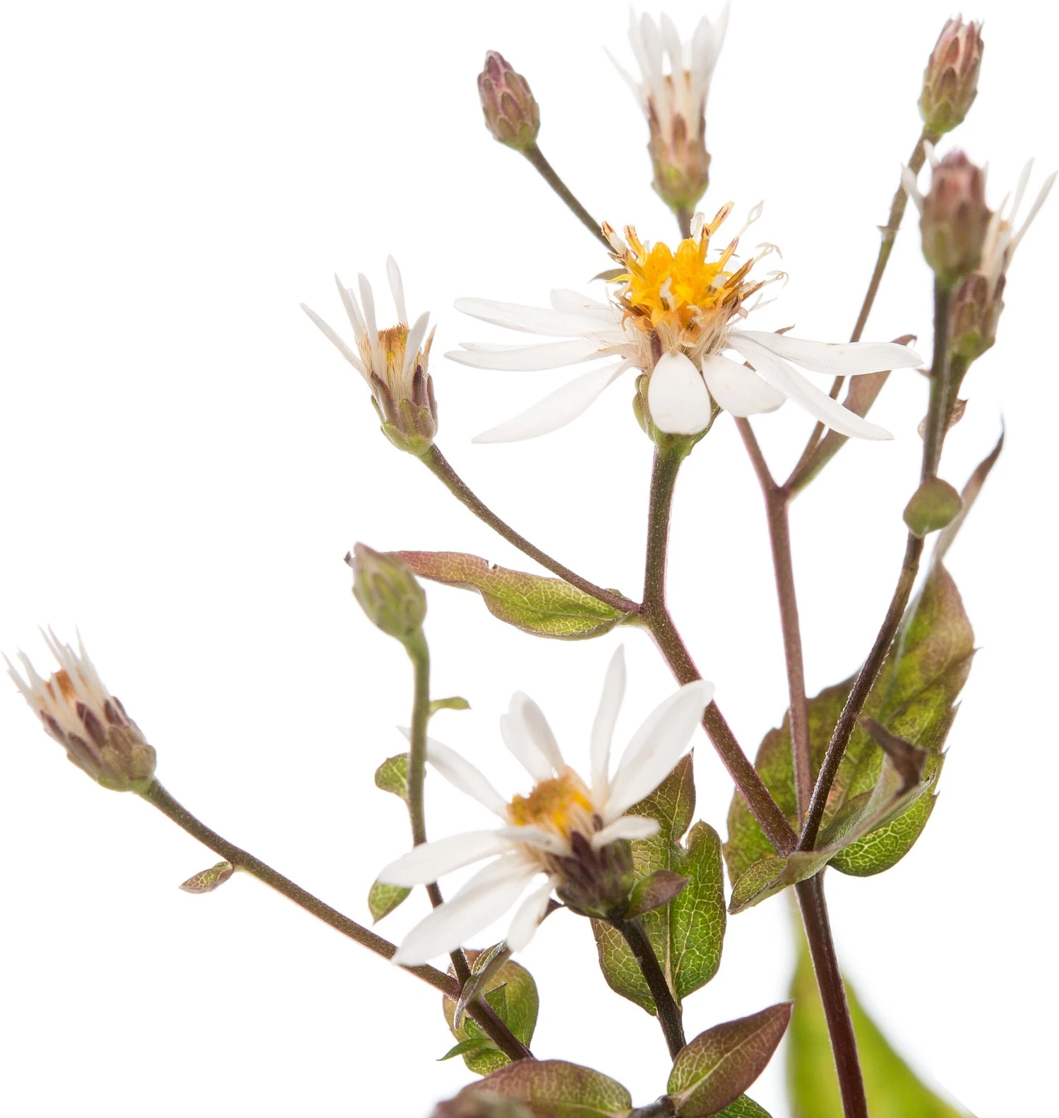 Aster (Aster Divaricatus) D 11 H 10 Cm 4 Aster (Aster Divaricatus) D 11 H 10 Cm - Afbeelding 2