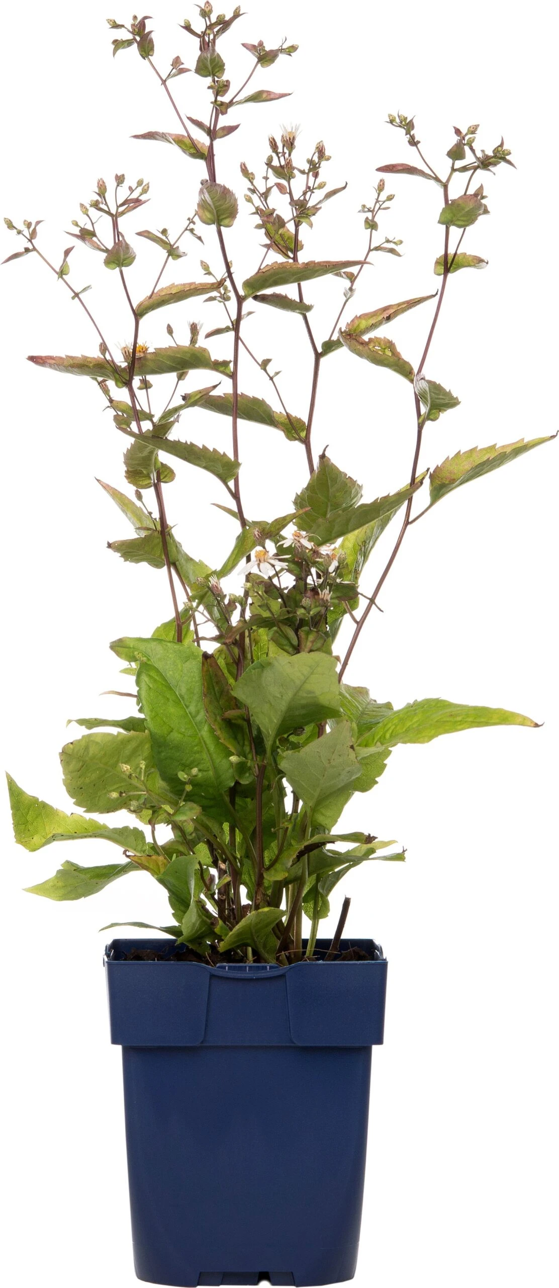 Aster (Aster Divaricatus) D 11 H 10 Cm 3 Aster (Aster Divaricatus) D 11 H 10 Cm