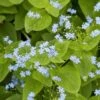 Kaukasische Vergeet-mij-niet (Brunnera Macrophylla) D 11 H 10 Cm -Tuin Planten Winkel 8717263710547