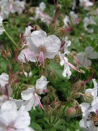 Ooievaarsbek (Geranium Cantabrigiense 'Biokovo') D 11 H 10 Cm 3 Ooievaarsbek (Geranium Cantabrigiense 'Biokovo') D 11 H 10 Cm