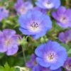 Ooievaarsbek (Geranium Incanum 'Johnson's Blue') D 11 H 10 Cm 2 Ooievaarsbek (Geranium Incanum 'Johnson's Blue') D 11 H 10 Cm -Tuin Planten Winkel 8717263710639