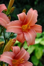 Daglelie (Hemerocallis 'Pink Damask') D 11 H 10 Cm