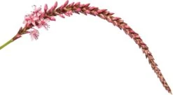 Duizendknoop (Persicaria Amplexicaulis 'Rosea') D 11 H 15 Cm -Tuin Planten Winkel 8717263710769 2 1