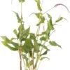 Duizendknoop (Persicaria Amplexicaulis 'Rosea') D 11 H 15 Cm -Tuin Planten Winkel 8717263710769 3 1