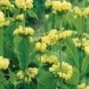 Brandkruid (Phlomis Russeliana) D 11 H 10 Cm -Tuin Planten Winkel 8717263710783