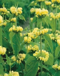 Brandkruid (Phlomis Russeliana) D 11 H 10 Cm 3 Brandkruid (Phlomis Russeliana) D 11 H 10 Cm