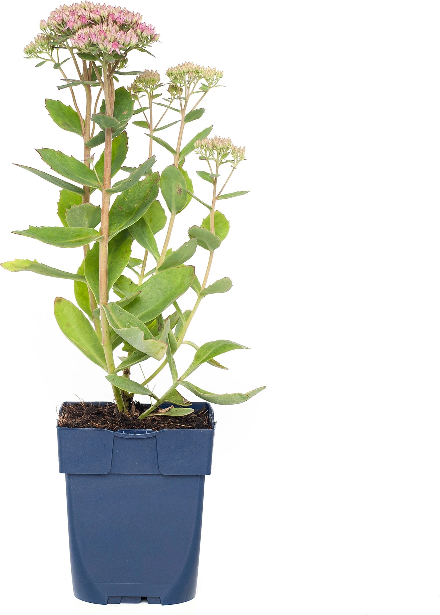 Vetkruid (Sedum 'Carl') D 11 H 10 Cm 3 Vetkruid (Sedum 'Carl') D 11 H 10 Cm