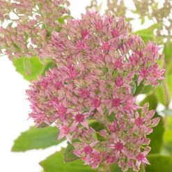 Vetkruid (Sedum 'Carl') D 11 H 10 Cm 5 Vetkruid (Sedum 'Carl') D 11 H 10 Cm -Tuin Planten Winkel 8717263710813 1 1