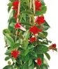 Mandevilla Piramide (Dipladenia 'Sundaville') Rood D 17 H 70 Cm -Tuin Planten Winkel 8717263715603 1