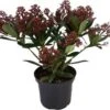 Skimmia (Skimmia Japonica 'Rubesta') D 15 H 25 Cm 1 Skimmia (Skimmia Japonica 'Rubesta') D 15 H 25 Cm -Tuin Planten Winkel 8717263732129 1