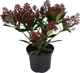 Skimmia (Skimmia Japonica 'Rubesta') D 15 H 25 Cm 3 Skimmia (Skimmia Japonica 'Rubesta') D 15 H 25 Cm