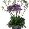 Lamsoor (Limonium 'Salt Lake') D 19 H 60 Cm -Tuin Planten Winkel 8717263736264 1