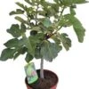 Vijg (Ficus Carica) D 25 H 60 Cm -Tuin Planten Winkel 8717263736554 1