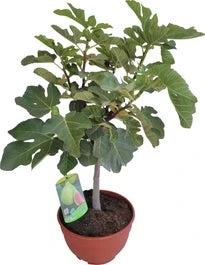 Vijg (Ficus Carica) D 25 H 60 Cm