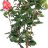 Japanse Roos (Camellia Japonica) D 15 H 40 Cm 1 Japanse Roos (Camellia Japonica) D 15 H 40 Cm -Tuin Planten Winkel 8717263742685