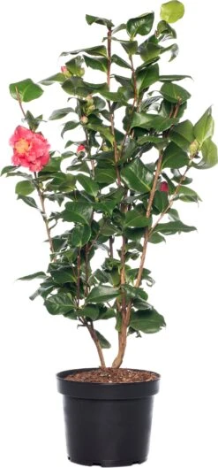 Japanse Roos (Camellia Japonica) D 15 H 40 Cm