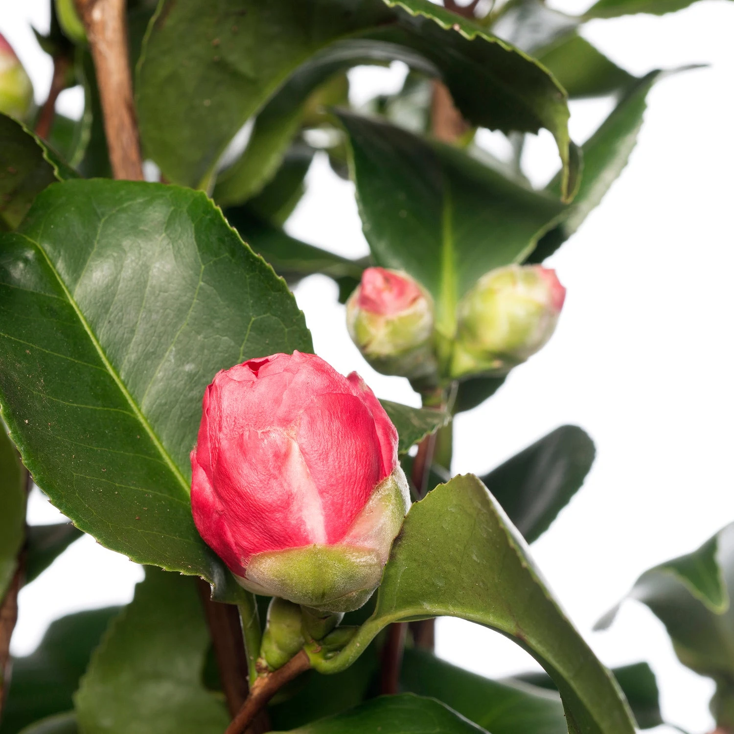 Japanse Roos (Camellia Japonica) D 15 H 40 Cm 4 Japanse Roos (Camellia Japonica) D 15 H 40 Cm - Afbeelding 2