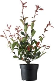Glansmispel (Photinia X Fraseri 'Carré Rouge') D 23 H 60 Cm