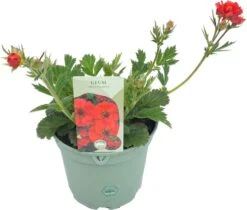 Nagelkruid (Geum 'Fiery Tempest') D 19 H 40 Cm -Tuin Planten Winkel 8717263750390 2