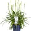 Afrikaanse Lelie (Agapanthus 'Amourette Superb') D 23 H 80 Cm 2 Afrikaanse Lelie (Agapanthus 'Amourette Superb') D 23 H 80 Cm -Tuin Planten Winkel 8717263752004