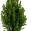 Dwergspar (Picea Glauca Conica 'December') D 15 H 50 Cm 2 Dwergspar (Picea Glauca Conica 'December') D 15 H 50 Cm -Tuin Planten Winkel 8717263760139 0 1 1