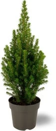 Dwergspar (Picea Glauca Conica 'December') D 15 H 50 Cm
