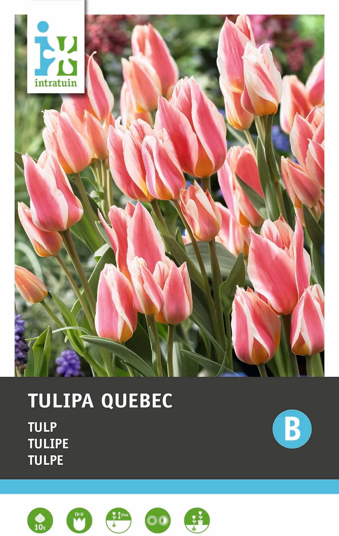 Intratuin Bloembollen Tulp (Tulipa 'Quebec') 10 Stuks 3 Intratuin Bloembollen Tulp (Tulipa 'Quebec') 10 Stuks