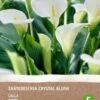Intratuin Calla Knol (Zantedeschia 'Black Forrest') 2 Stuks 2 Intratuin Calla Knol (Zantedeschia 'Black Forrest') 2 Stuks -Tuin Planten Winkel 8717263786870 0 1