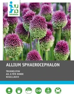 Intratuin Bloembollen Kogellook (Allium Sphaerocephalon) 100 Stuks